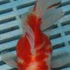High Quality Oranda 13-15cm (BL530)   