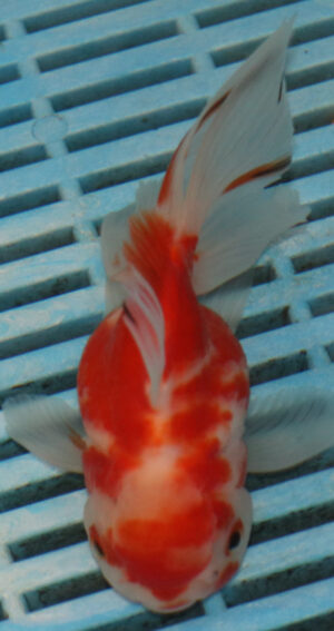 High Quality Oranda 13-15cm (BL530)   
