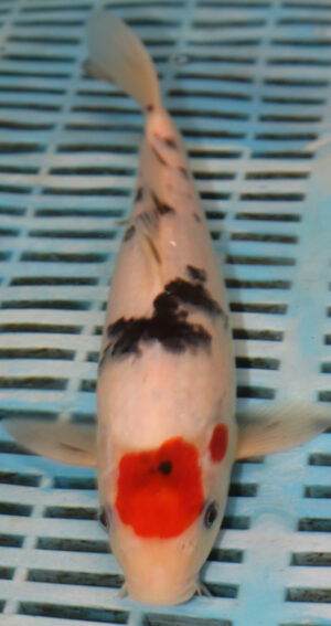 10" Hand Selected Koi Carp (RF12)