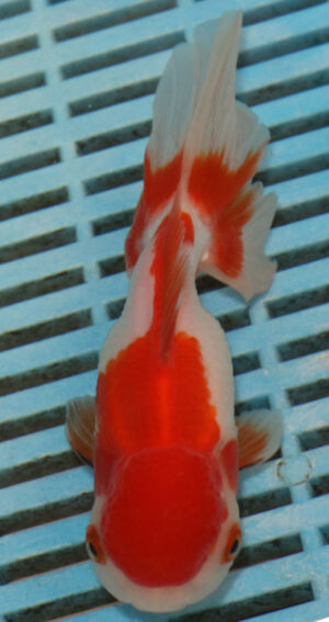 High Quality Oranda 13-15cm (BL531)   