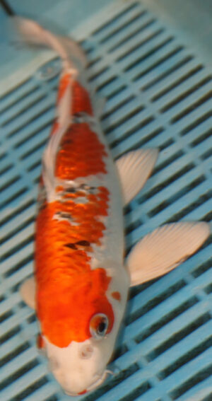 10" Hand Selected Koi Carp (RF11)
