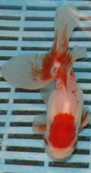 High Quality Oranda 13-15cm (BL532)    