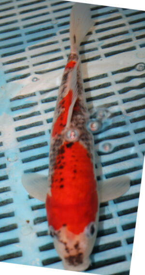 10" Hand Selected Koi Carp (RF10)