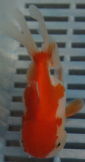 High Quality Oranda 9-11cm (RR13)