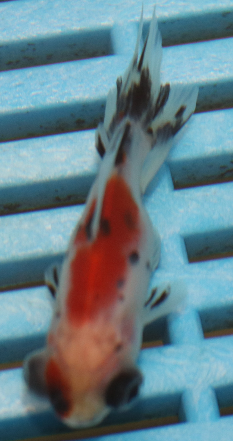 5-6cm High Quality Telescopic Eye Fantail (BL452)