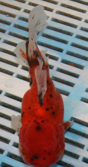 High Quality Oranda 15-18cm (RR49)