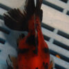 High Quality Telescopic Eye Fantail 11-13cm (RR22)
