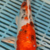 9/10'' Hand Selected Koi Carp (QLR415)