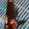 9/10'' Hand Selected Koi Carp (QLR416)