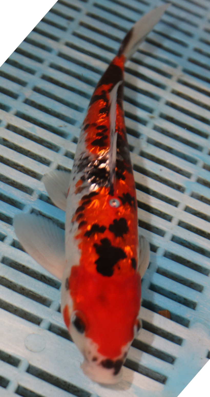10" Hand Selected Koi Carp (RF6)