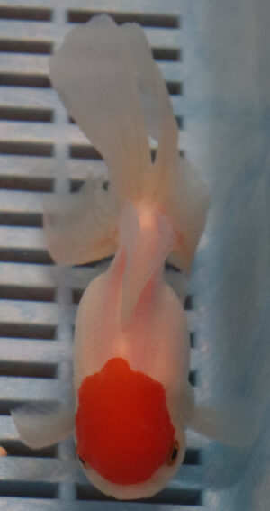 High Quality Oranda 11-13cm (RR19)
