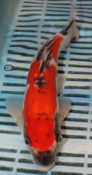 10" Hand Selected Koi Carp (RF21)