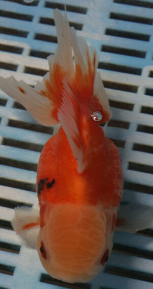 High Quality Oranda 15-18cm (RR37)