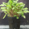 Jumbo Mother Plant Crytocoryne Wentii green