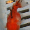 5-6cm High Quality Oranda (BL571)  