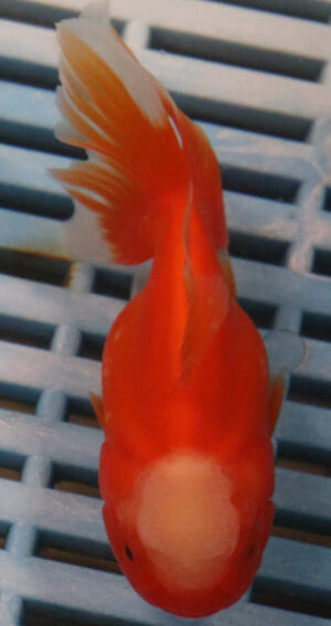 High Quality Oranda 9-11cm (RR2)