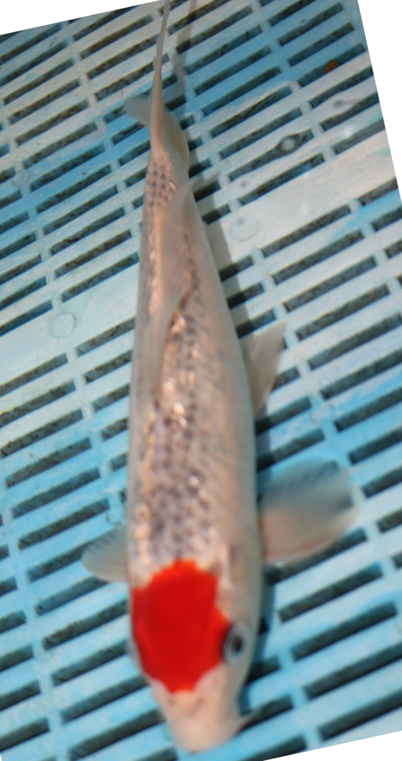 10" Hand Selected Koi Carp (RF3)