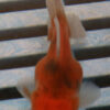 5-6cm High Quality Oranda (BL559)    
