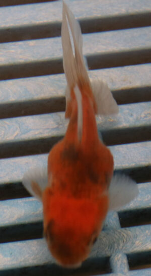 5-6cm High Quality Oranda (BL559)    