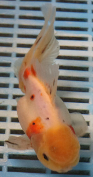 High Quality Oranda 15-18cm (RR38)