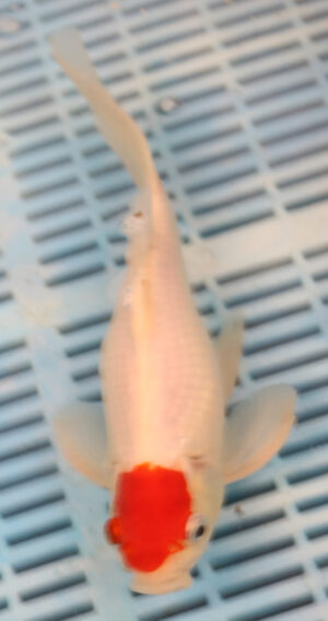 10" Photographed Sarrasa (10B25)