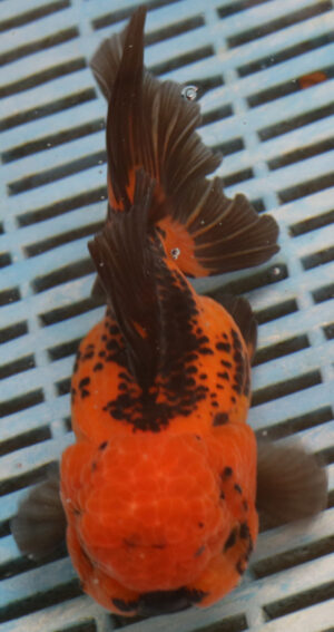 High Quality Oranda 15-17cm (BL512)    