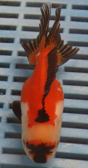 High Quality Oranda 11-13cm (RR34)