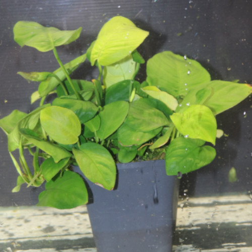 Jumbo Mother Plant Anubias Barteri super quality