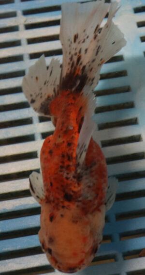 High Quality Oranda 15-18cm (RR39)