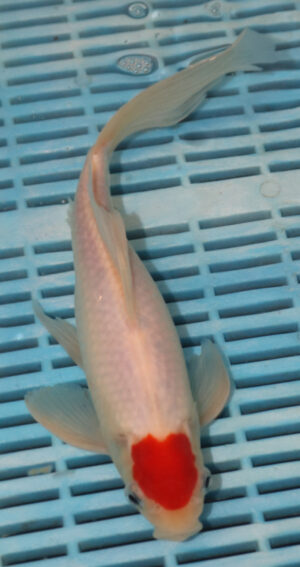 10" Photographed Sarrasa (10B26)