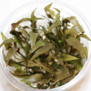Alternative view of Cryptocoryne Petchii Pink in Vitro gel cup