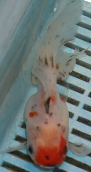 High Quality Oranda 11-13cm (BL503) 
