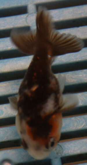 5-6cm High Quality Ranchu (BL515)