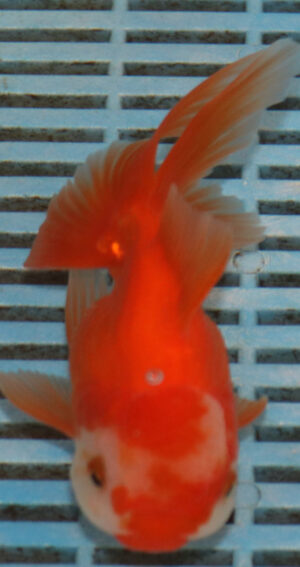 High Quality Oranda 13-15cm (BL523)   
