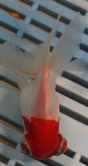 High Quality Telescopic Eye Fantail 9-11cm (RR4)