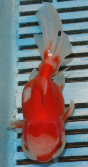High Quality Oranda 11-13cm (BL504) 