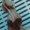 High Quality Oranda 13-15cm (BL524)   