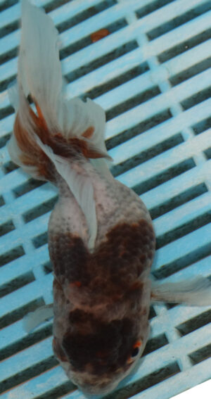 High Quality Oranda 13-15cm (BL524)   