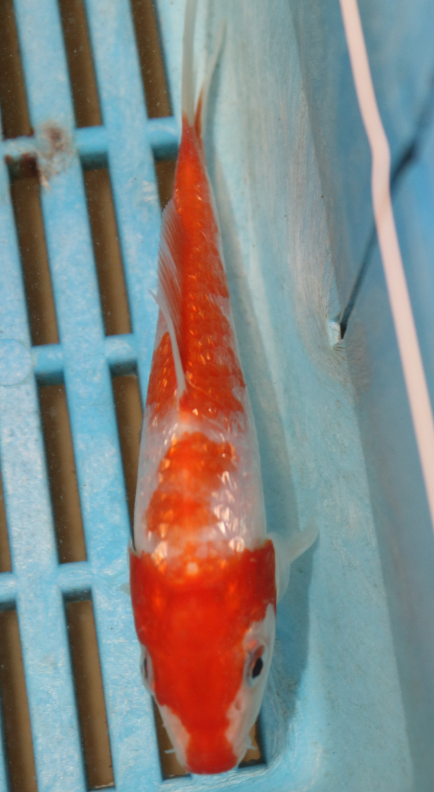 5-6'' Hand Selected Koi Carp (KK15)