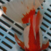 High Quality Oranda 15-18cm (RR40)