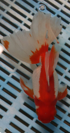 High Quality Oranda 15-18cm (RR40)