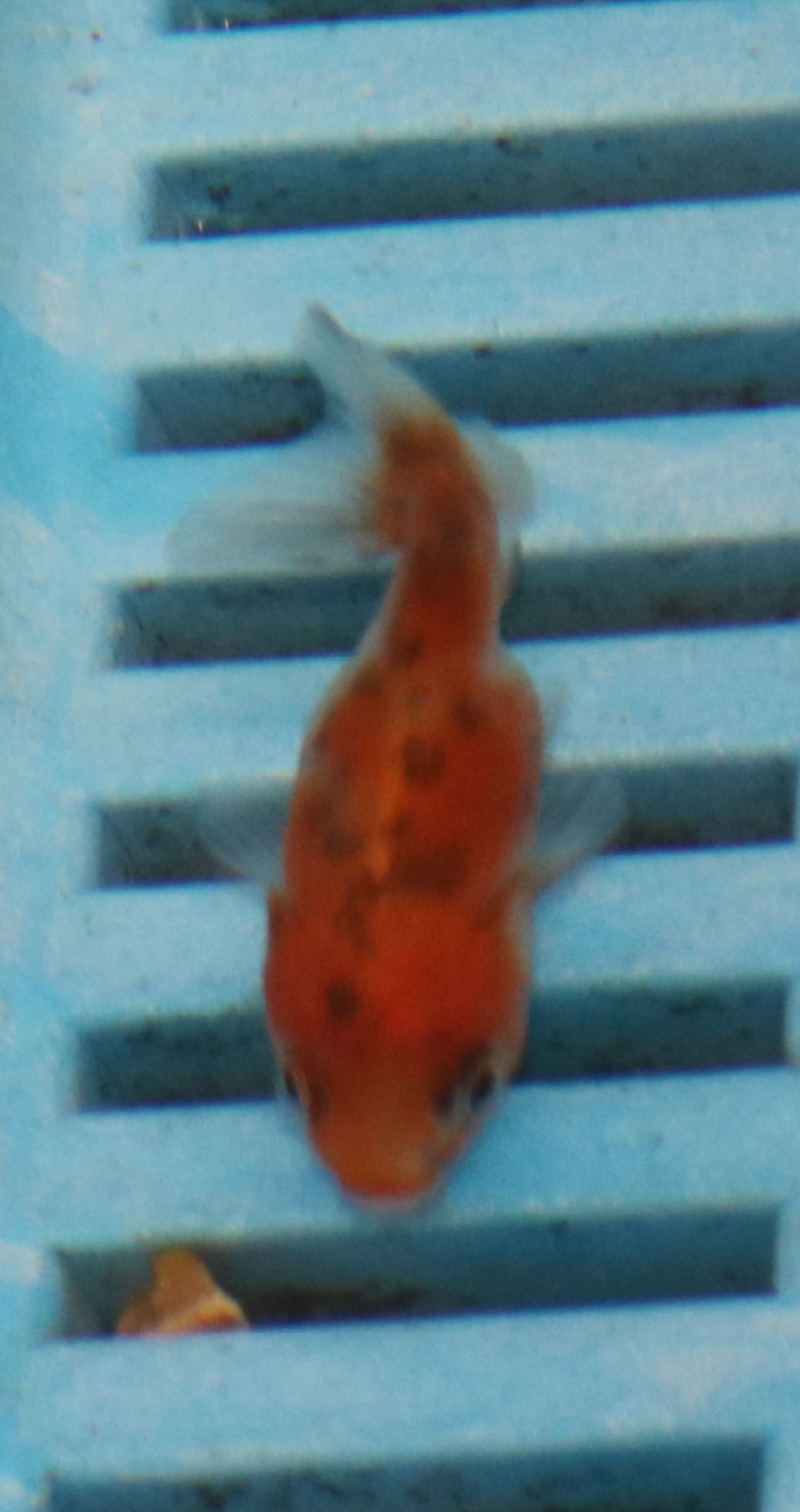 5-6cm High Quality Oranda (BL445)