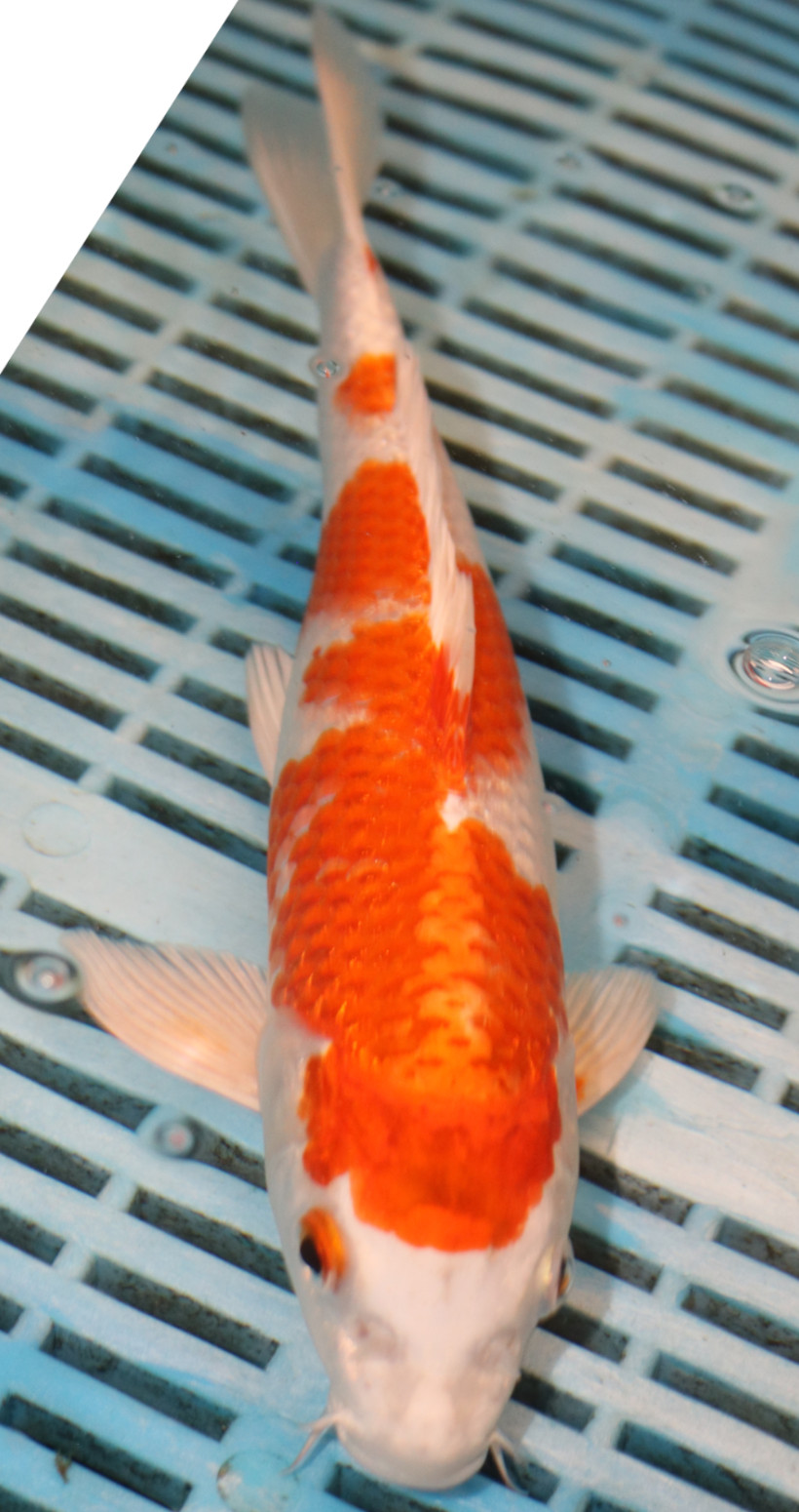 9/10'' Hand Selected Koi Carp (QLR405)