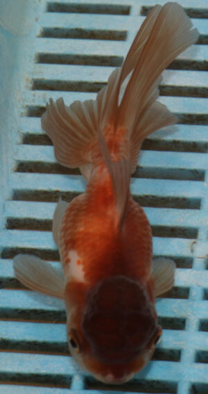 High Quality Oranda 11-13cm (BL505) 