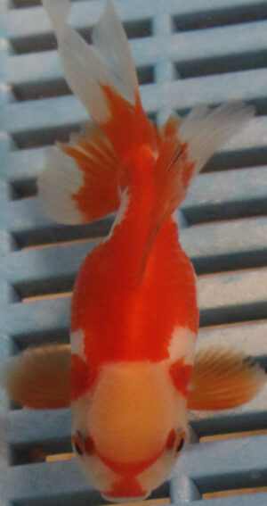 High Quality Oranda 9-11cm (RR6)