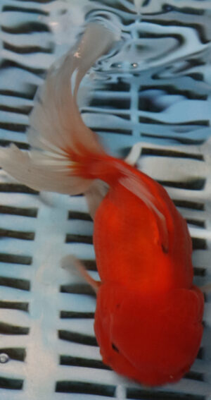 High Quality Oranda 15-18cm (RR41)