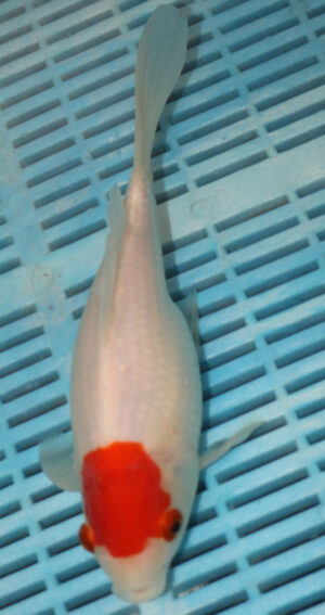 10" Photographed Sarrasa (10B29)