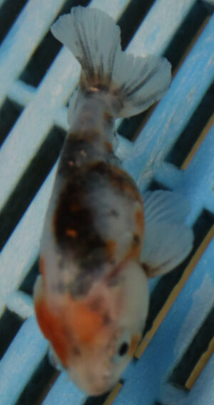 5-6cm High Quality Ranchu (BL516)