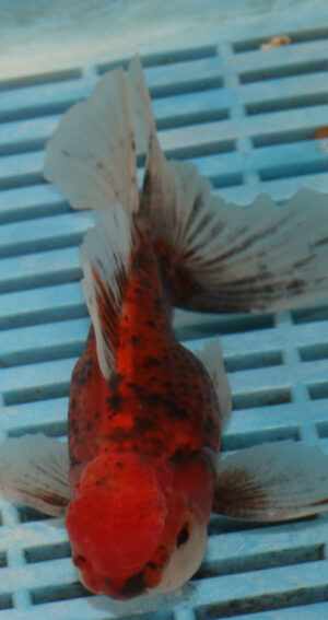 High Quality Oranda 13-15cm (BL526)    