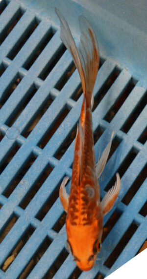 5-6'' Hand Selected Ghost Butterfly Koi Carp (BK36)